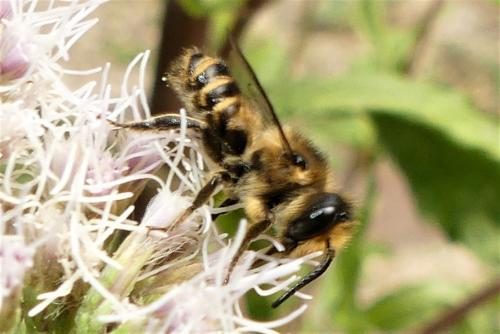Réf. 277 275 : Megachile sp.